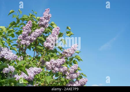 La direction générale de printemps en fleurs de lilas. Close up Banque D'Images