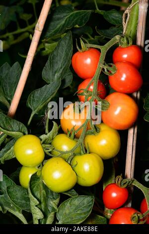 Le Mountain Magic variété de tomates mûrir sur la vigne, UK Banque D'Images