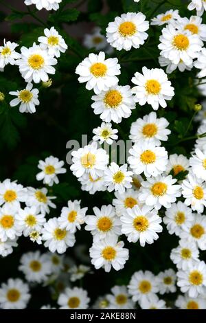 Chrysanthemum parthenium des fleurs dans un jardin anglais, UK Banque D'Images