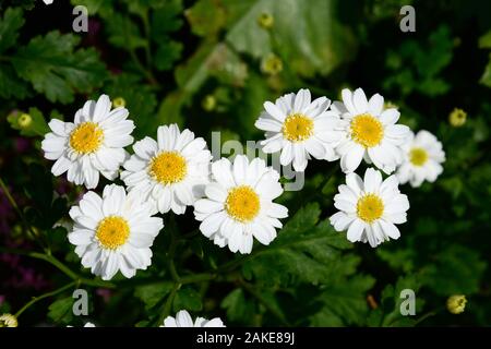 Chrysanthemum parthenium des fleurs dans un jardin anglais, UK Banque D'Images