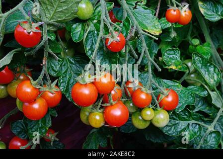 Losetto variété de mûrissement des tomates sur la vigne, UK Banque D'Images