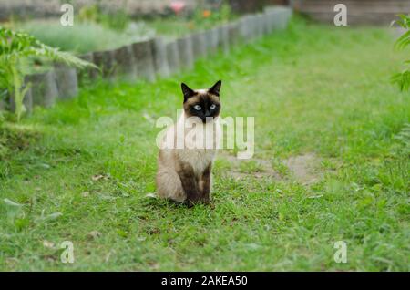 Le beau brun chat, Siamois, avec les yeux bleu-vert se trouve dans une herbe verte et des feuilles jaunes Banque D'Images