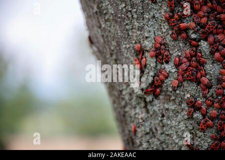 De nombreux bugs sur un arbre dans différentes étapes de développement. Gros plan photo insectes insectes insectes pompier. Coléoptères avec un dos rouge repéré. Insectes Banque D'Images