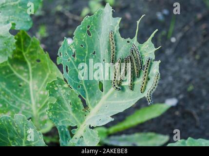 Les chenilles du chou de trous dans l'alimentation feuille de chou Banque D'Images