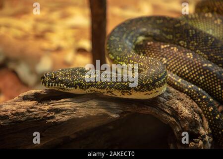 Tapis venimeux Python ou Morelia spilota vu sur un tronc d'arbre dans le zoo de Perth début janvier 2020. Banque D'Images
