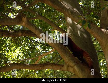 Red Panda a vu monter un grand arbre dans le zoo de Perth, en Australie occidentale, au début de janvier 2020. Banque D'Images