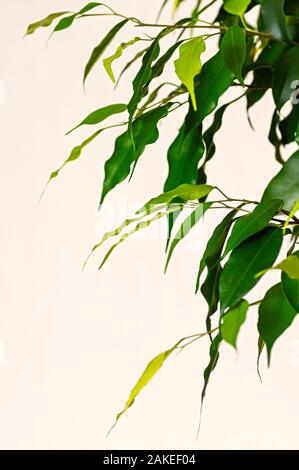 Ficus Benjamin (Benjamin Fig) feuilles sur un fond blanc. Culture verticale macro, selective focus. Close up. Banque D'Images