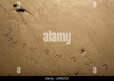 Traces d'une mouette de marcher à travers le sable humide sur une plage. Banque D'Images