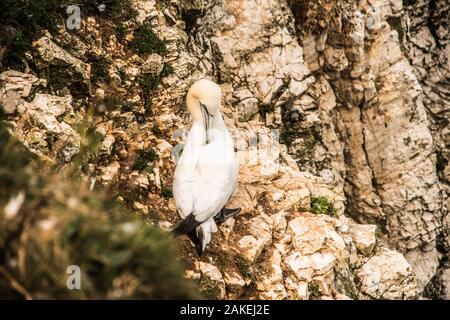 Sur l'aile d'oiseaux Ray Boswell Banque D'Images