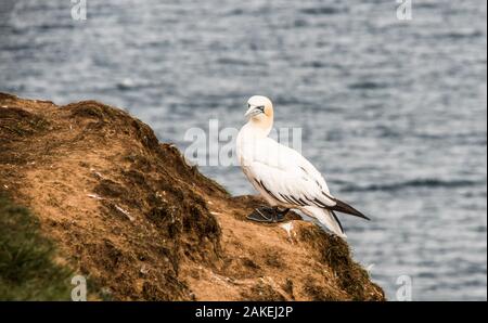 Fou de Bassan sur les falaises par le sea ray Boswell Banque D'Images