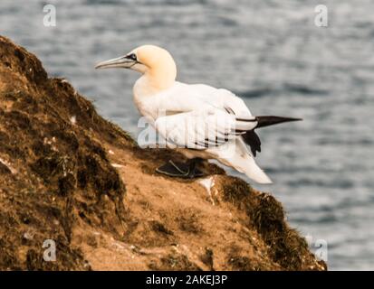 Debout sur les rochers Ray Boswell Banque D'Images