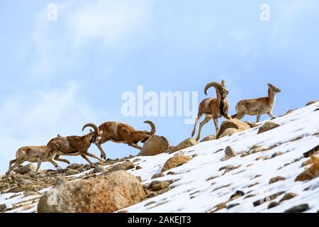 (Ovis vignei urial troupeau) à travers des pentes. stérile L'Himalaya, près de Ulley, Ladakh, Inde. Banque D'Images