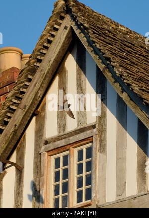 (Apus apus Common swift) qui revient à son nid sous le toit d'une vieille maison à colombages avec plusieurs nids swift sous elle, Lacock, Wiltshire, Royaume-Uni, juin. Banque D'Images