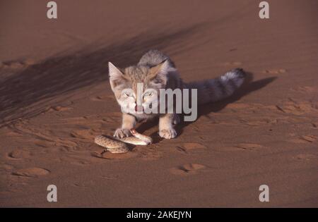 Chat (Felis margarita sable) manger une vipère commune (Cerastes vipera) Ténéré, Sahara, Niger Banque D'Images