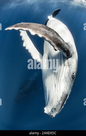 Baleine à bosse (Megaptera novaeangliae) veau, avec cette mère visible dans l'arrière-plan. Vava'u, Tonga. De l'océan Pacifique. Banque D'Images