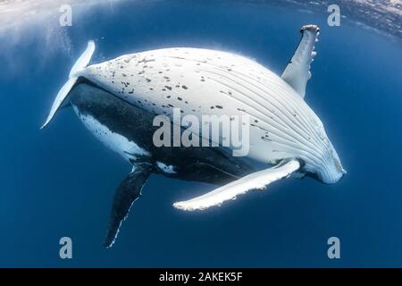 Baleine à bosse (Megaptera novaeangliae australis) faire la cour, avec la femelle ci-dessus qui montre son abdomen et le mâle ci-dessous. Vava'u, Tonga. De l'océan Pacifique. Banque D'Images