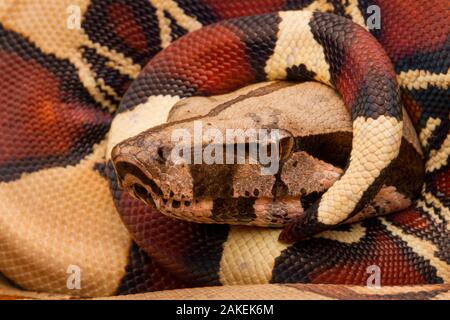 Cerf rouge boa constrictor (Boa constrictor constrictor) juvenile, portrait, avec Queue enroulée, à tête ronde, Cuayabeno Sucumbios, Équateur. Banque D'Images