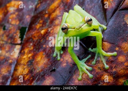 Palmar tree frog (Boana / Hypsiboas pellucens) sur feuille, Canande, Guayaquil, Équateur. Banque D'Images