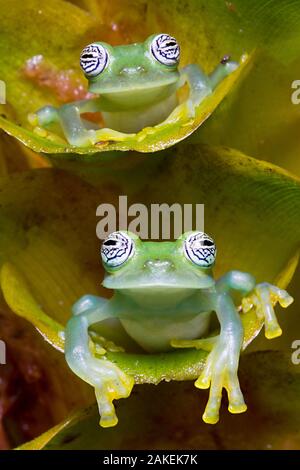 Deux grenouilles verre Limon (Sachatamia ilex) assis sur plante, un au-dessus de l'autre, Canande, d'Esmeraldas. Banque D'Images