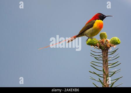 Fire-tailed sunbird Aethopyga (ignicauda) perché sur conifères. Le Sikkim, Inde. Banque D'Images