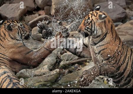 Tigre du Bengale (Panthera tigris) deux oursons jouant dans waterhole, Ranthambhore, Inde, espèce en voie de disparition. Banque D'Images