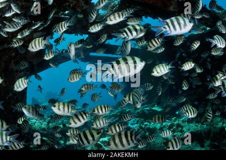 Le sergent major (Abudefduf vaigiensis), Shoal sur épave du Kingston, près de Shag Rock, détroit de Gubal, Egypte, Mer Rouge. Banque D'Images