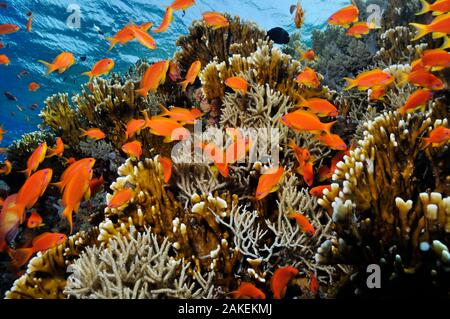 Anthias poisson (Pseudanthias squamipinnis), par le feu (Millepora dichotoma) corail et coraux mous, sur coral reef, le récif de requin de récif Jolande, parc national Ras Mohammed, Egypte, Mer Rouge. Banque D'Images