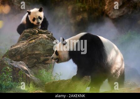 Panda géant (Ailuropoda melanoleuca) femelle Huan Huan et son petit dans leur enceinte dans le brouillard.Yuan Meng, premier grand panda jamais né en France, l'âge de 10 mois, captifs à zoo de Beauval, Saint Aignan sur Cher, France La brume est créé artificiellement par machine, afin de créer un environnement plus frais, plus proche de la situation dans leur milieu naturel l'habitat de montagne en Chine Banque D'Images