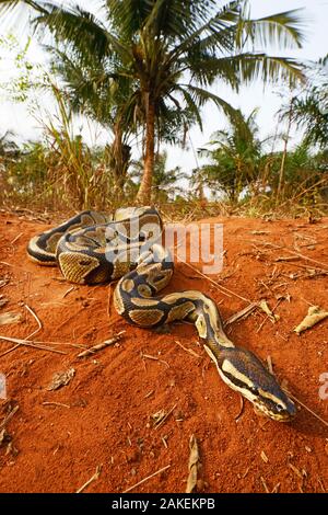 Python royal (Python regius) le Togo. Conditions contrôlées Banque D'Images
