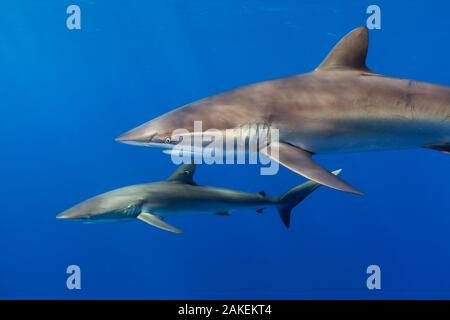 Le requin soyeux (Carcharhinus falciformis), Jardins de la Reine / Jardins de la Reine, Parc National de la mer des Caraïbes, Ciego de Avila, Cuba, janvier. Vulnérable Banque D'Images