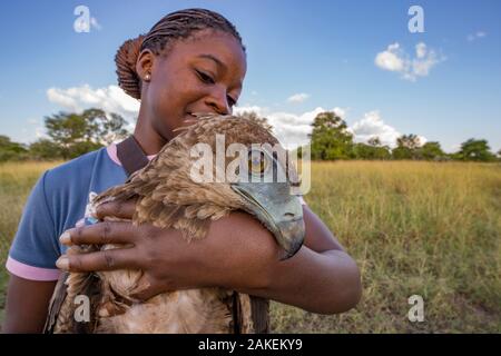 Jeune chercheur mozambicain Diolinda Mundoza admire un jeune aigle bateleur (Terathopius ecaudatus) qu'elle est simplement capturées à une carcasse de chèvre dans le Parc National de Gorongosa, au Mozambique. Ces et autres oiseaux de proie sont à l'étude dans le parc pour aider les gestionnaires à prendre des décisions concernant leur conservation. Les jeunes Mozambicains sont invités dans des communautés rurales autour du parc de travailler avec les scientifiques du parc et aider à renforcer les sciences et la conservation de la capacité. Banque D'Images