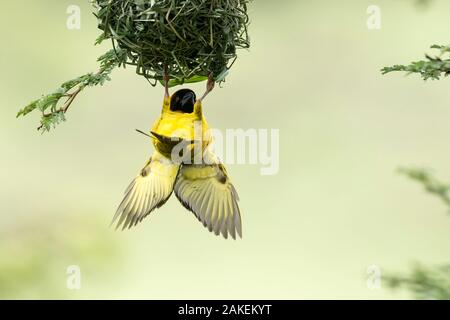 Village weaver (Ploceus cucullatus) Installation des oiseaux mâles, Masai-Mara Game Reserve, Kenya Banque D'Images