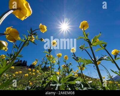 Globe (Trollius europaeus) fleurs et un soleil brillant, Mountain Lake Lodge Hostel, Swiss Alps, Switzerland, Europe Banque D'Images