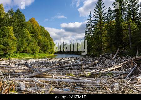 Cours supérieur de la rivière Lena, avec siècle-vieille embâcle d'arbres, de Baikalo-Lensky Réserver, Sibérie, Russie, septembre 2017 Banque D'Images