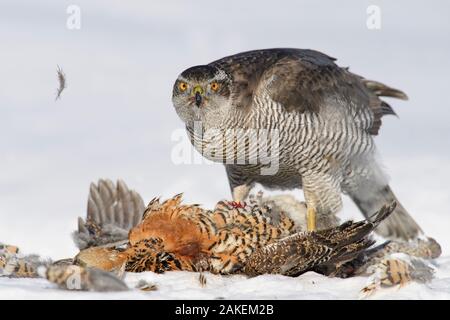 L'Autour des palombes (Accipiter gentilis) se nourrissant de Tétras (Tetrao tetrix) femmes en hiver, en Finlande. Mars Banque D'Images