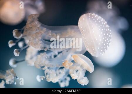 Le blanc des méduses (Phyllorhiza punctata) dans l'aquarium. Banque D'Images