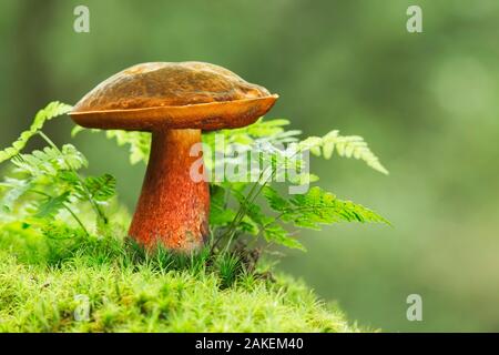 Scarletina Bolet (Boletus luridiformis) toadstool, parc national New Forest, Hampshire, Angleterre, Royaume-Uni. Septembre. Banque D'Images