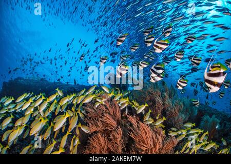 Bengale, bengalensis), Bannerfish (Heniochus diphreutes) et de fusiliers (Caesio sp.) La plongée vers les récifs coralliens pour éviter les prédateurs. North Ari Atoll, Maldives. De l'Océan indien. Banque D'Images