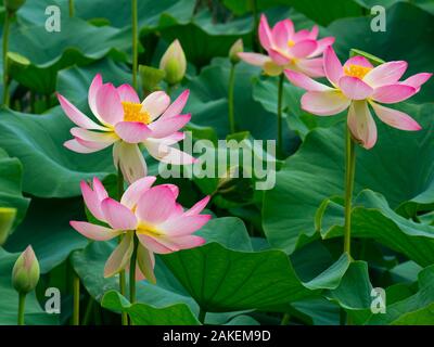 Indian lotus (Nelumbo nucifera) fleurs, jardin botanique de Melbourne, Victoria, Australie. Banque D'Images
