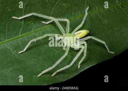 Green Spider Huntsman (Olios sp), parc d'état d'Intervales, Sao Paulo, forêt Atlantique Sud-Est, l'UNESCO World Heritage Site, Brésil. Banque D'Images