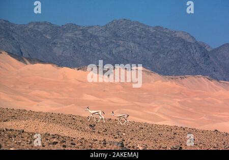 La gazelle dorcas (Gazella dorcas) Sahara occidental. Banque D'Images
