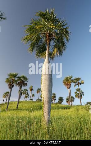 Le guano palm (Coccothrinax spissa) des arbres dans les herbages, Hispaniola. Octobre 2014. Banque D'Images