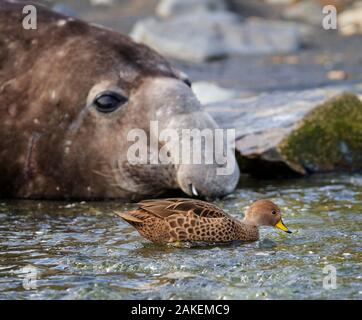 La Géorgie du Sud canards pilets (Anas georgica georgica) piscine en face de l'éléphant de mer du sud (Mirounga leonina) mâle. Le port de l'or, la Géorgie du Sud. Octobre. Banque D'Images