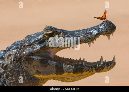 Caiman yacare (Caiman yacare) avec papillon sur le museau, Cuiaba River, Pantanal Matogrossense National Park, Pantanal, Brésil. Banque D'Images