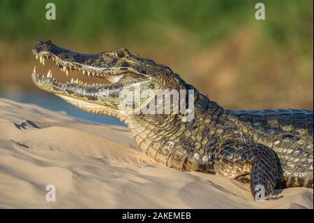 Caiman yacare (Caiman yacare) sur les bords de la rivière, Cuiaba River, le Parc National du Pantanal Matogrossense, Pantanal, Brésil. Banque D'Images