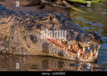 Caiman Yacare, (Caiman yacare) Pantanal Matogrossense National Park, Pantanal, Brésil. Banque D'Images