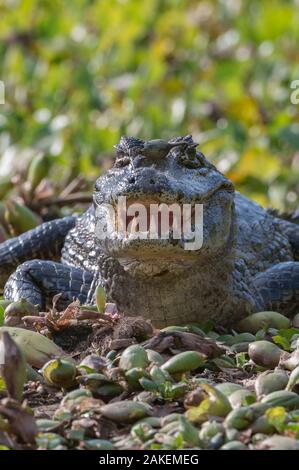 Caiman Yacare, (Caiman yacare) Pantanal Matogrossense National Park, Pantanal, Brésil. Banque D'Images