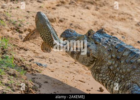 Caiman yacare (Caiman yacare) se nourrissant sur Amazon sailfin Pterygoplichthys pardalis (poisson-chat) Cuiaba River, Pantanal Matogrossense National Park, Pantanal, Brésil. Banque D'Images