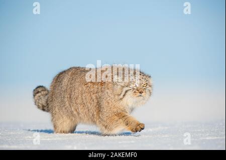 Le chat de Pallas (Otocolobus manul) marche dans la neige, le désert de Gobi, en Mongolie. Décembre. Banque D'Images