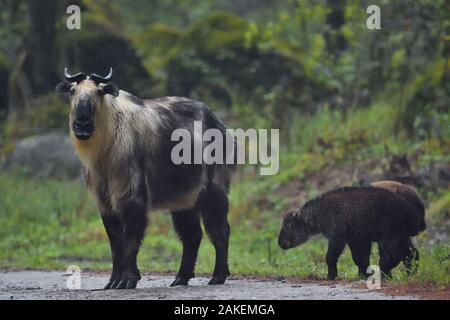 / Sichuan takin du Tibet (Budorcas taxicolor tibetana) femelle avec deux veaux , Tangjiahe Réserve naturelle nationale,Qingchuan County, province du Sichuan, Chine Banque D'Images